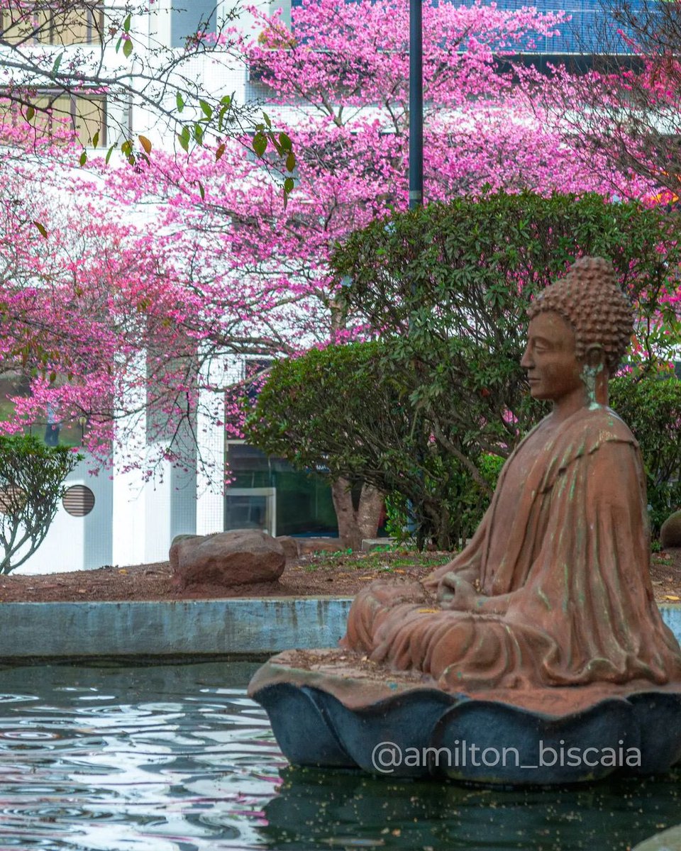 RafaelGreca's tweet photo. #BomDiaComSabedoria de Buda: “Só há um tempo em que é fundamental despertar. Esse tempo é agora.”
Na foto de Amilton Biscaia, a Praça do Japão abriga as floridas cerejeiras e a escultura de Buda, que foi colocada ali como símbolo da irmandade entre Curitiba e Himeji. https://t.co/iiOKCk0NOT