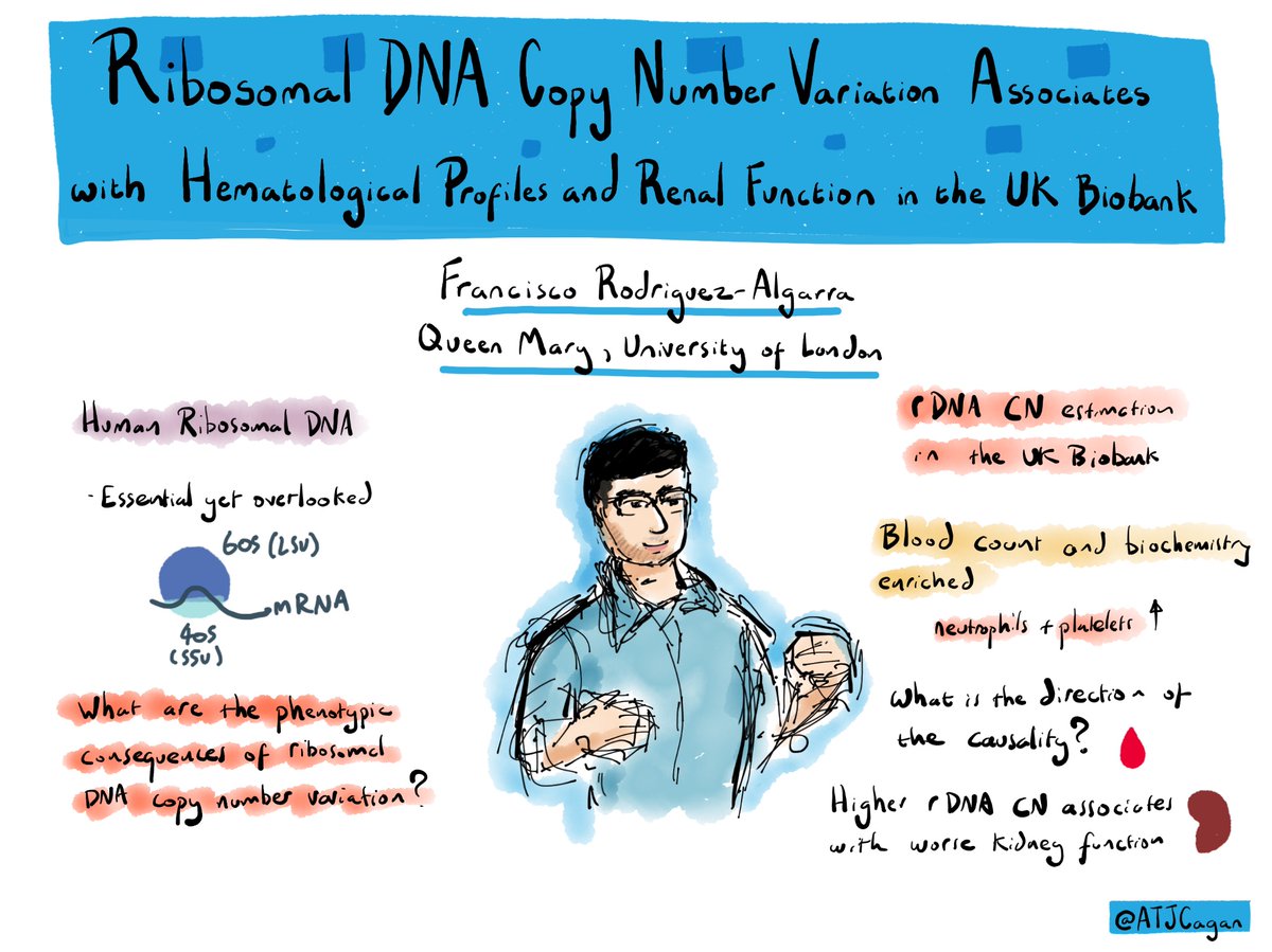 Francisco Rodriguez-Algara on ribosomal DNA copy number #genomescienceUK