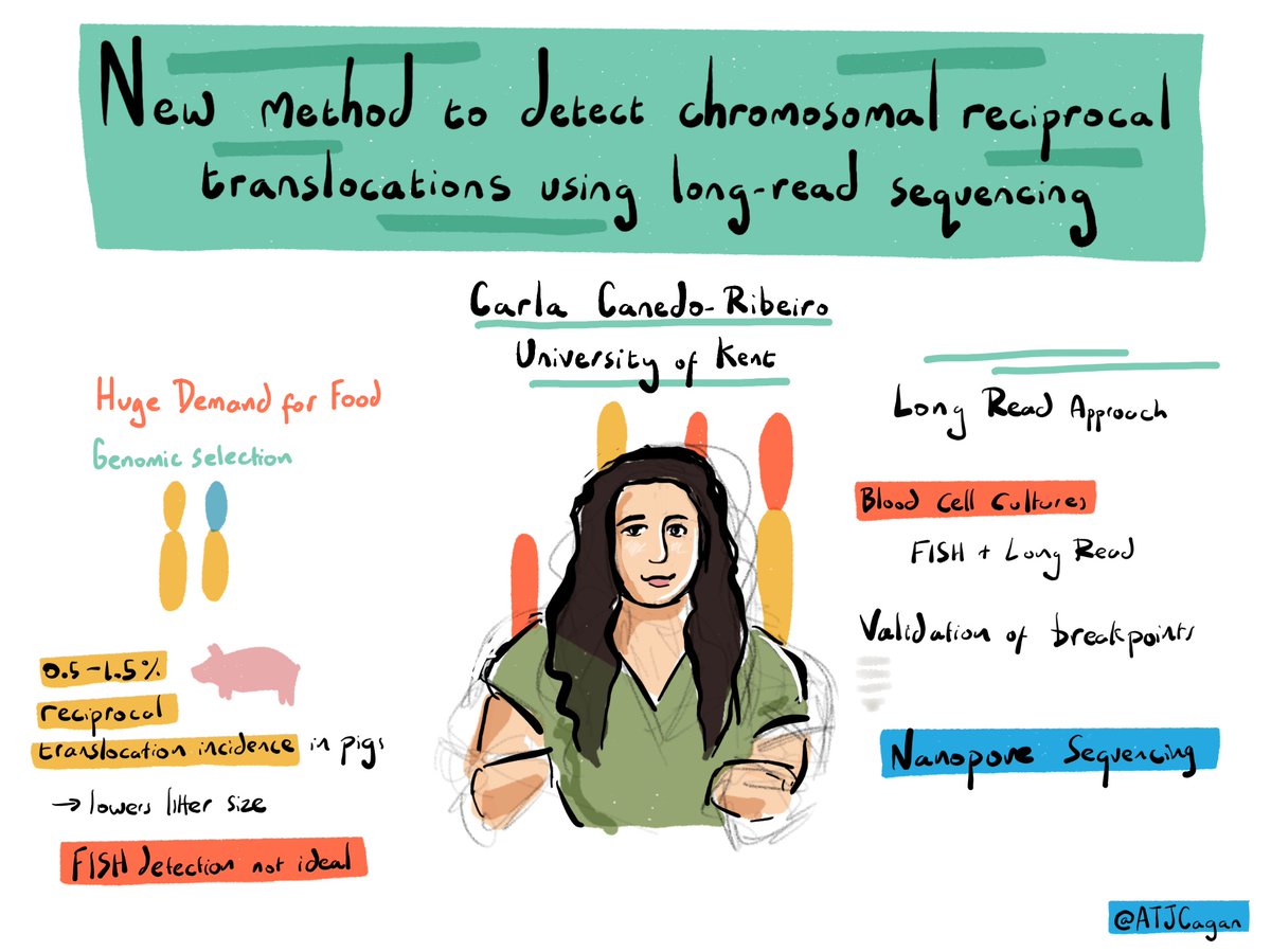 ATJCagan's tweet photo. Carla Canedo-Ribeiro on reciprocal translocations in pigs #genomescienceuk https://t.co/krwxYRIQSQ