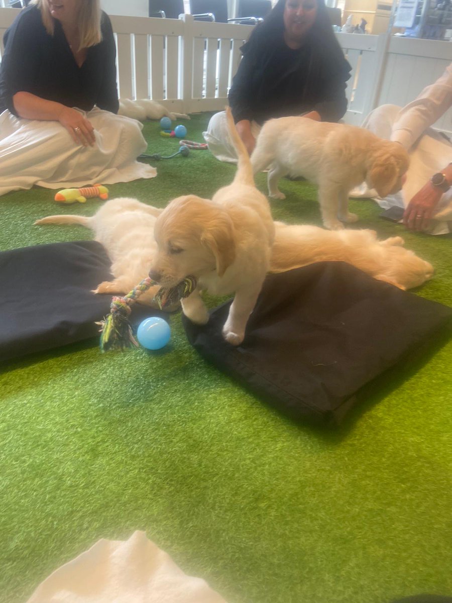 Beale_Law's tweet photo. Yesterday, we had another visit from our friends Paws in Work who brought along the cutest litter of Golden Retriever Puppies!

Thank you Paws in Work for another great day!

#pawsinwork #puppytherapy https://t.co/BZfyuGlwZR