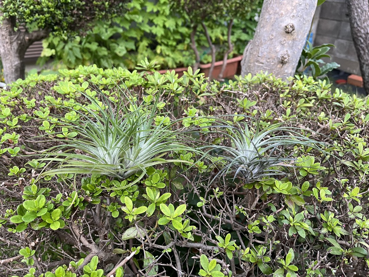 73KRayZu's tweet photo. 何の変哲もないストリクタ(ソフトリーフ) 🌲 ストリクタって開花時以外、只の草っぽくて緑色のイメージが強いけれど、よく観察すると結構トリコームがのっていて銀葉種だということが分かります‼️ 2024/7/17
#ストリクタ #チランジア #エアプランツ #銀葉種 #stricta #tillandsia #airplants https://t.co/QfusGMG9K6