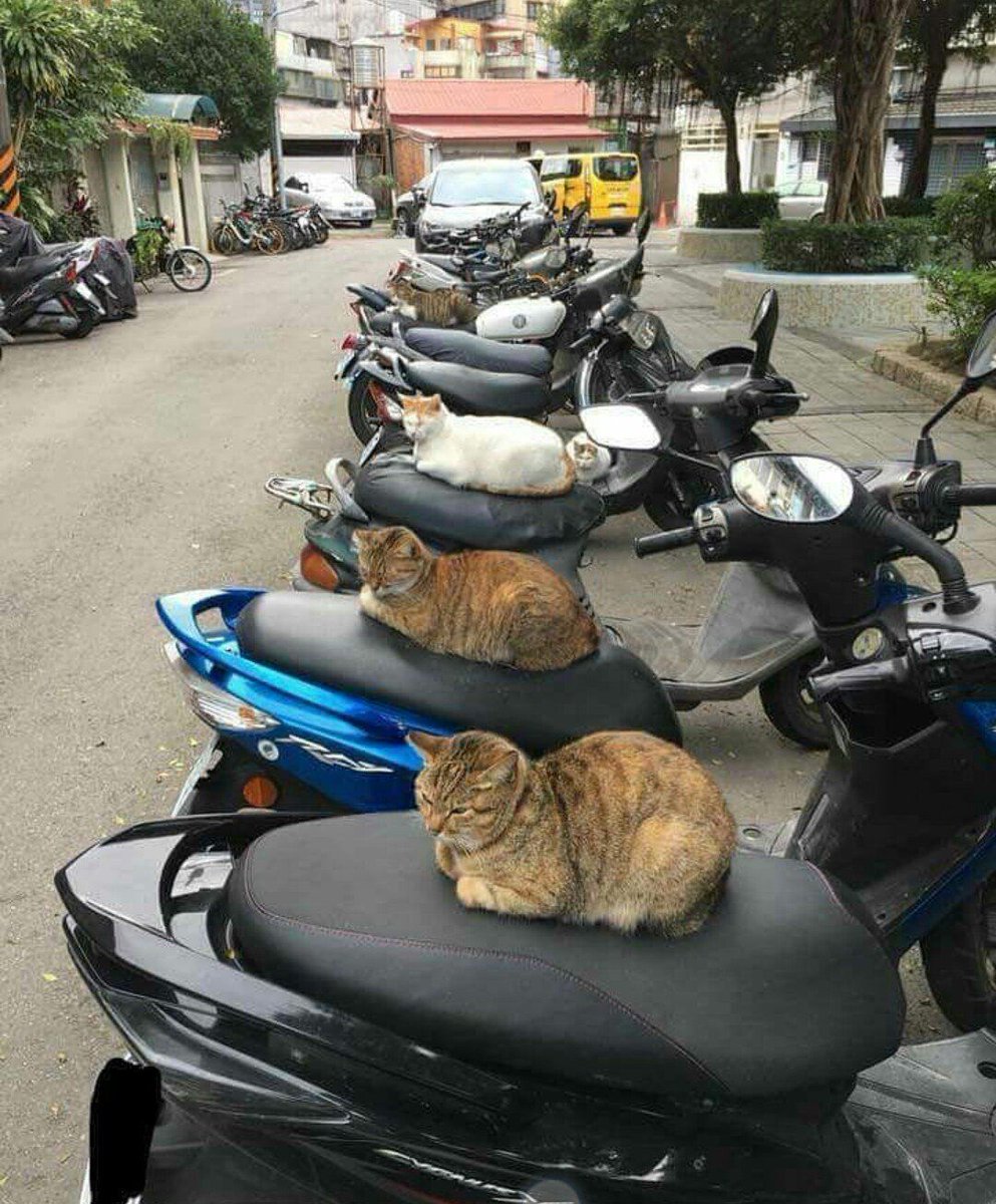 gang