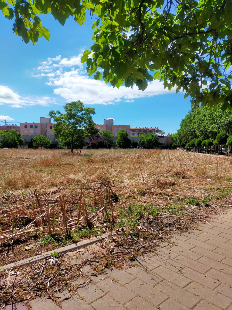 Ayer en la Comisión hemos denunciado esta situación de una parcela, q nos trasladaron vecinos de Parque Alameda:
❌ el Ayto ha desbrozado mal esta parcela, más de un metro de maleza 
❌ han dejado allí toda la maleza. Dicen que es “normal”, que así se genera compost.
Increíble