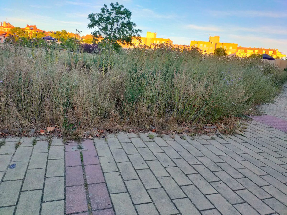 velezpsoe's tweet photo. Ayer en la Comisión hemos denunciado esta situación de una parcela, q nos trasladaron vecinos de Parque Alameda:
❌ el Ayto ha desbrozado mal esta parcela, más de un metro de maleza 
❌ han dejado allí toda la maleza. Dicen que es “normal”, que así se genera compost.
Increíble https://t.co/OOyrROsQpZ