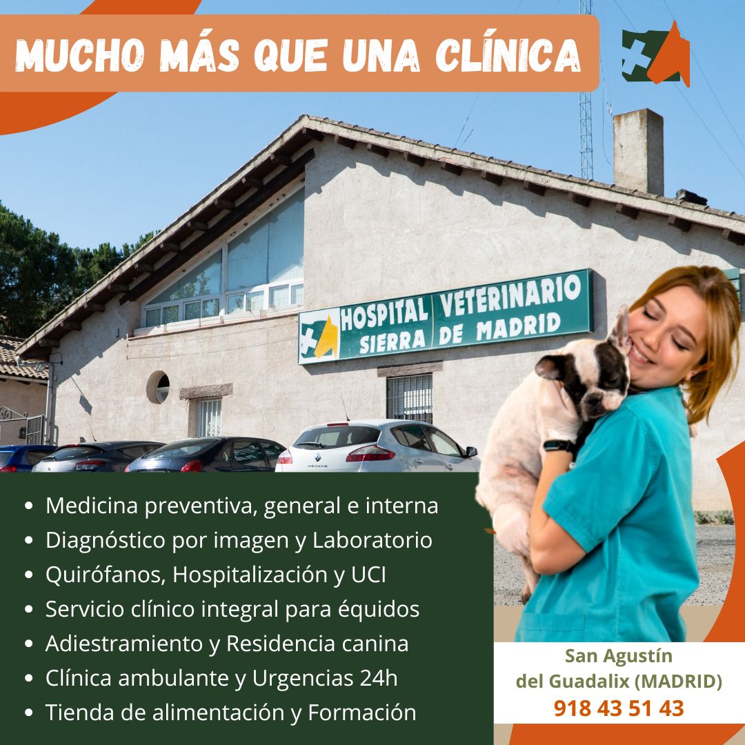 HOSPITALHvsm's tweet photo. COMPLETA OFERTA DE SERVICIOS
🔸Medicina general y especialidades
🔸Pruebas diagnósticas, TAC, RM, Cirugía, Hospitalización y UCI
🔸Servicio clínico y Reproducción Équidos
🔸Adiestramiento y Residencia Canina
🔸Clínica Ambulante 24h
+INFO/CITA https://t.co/3B5f3tYaFK | 918435143 https://t.co/6HHIcoghoA