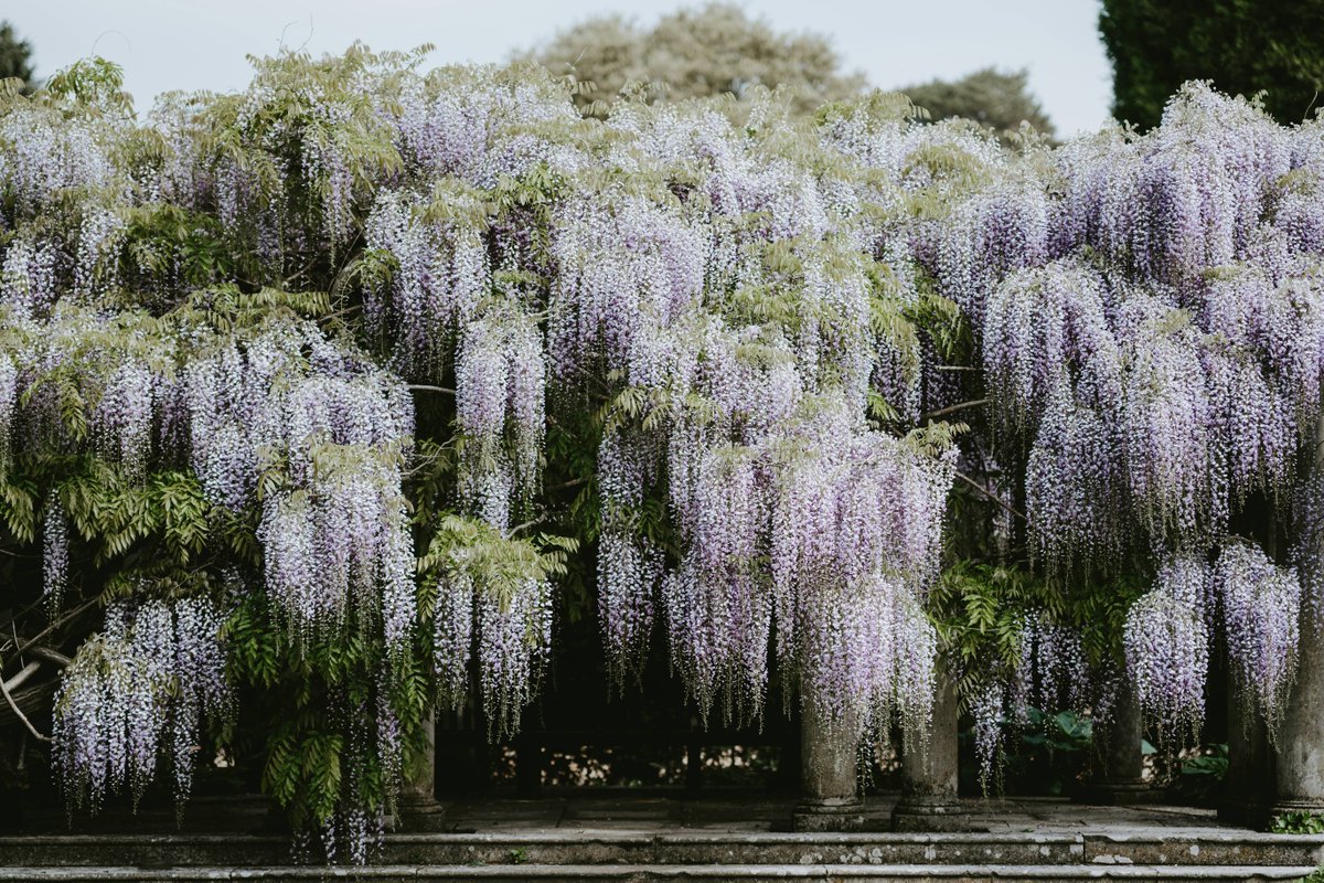 DalesidePlants's tweet photo. TOP TIP: Summer prune wisteria to maintain short side shoots. This will encourage next years flower https://t.co/euSe6oN29h by Annie Spratt on Unsplash #gardening #gardeningtips #wisteria #prune #pruning #climbingplant https://t.co/r19gchiKI3