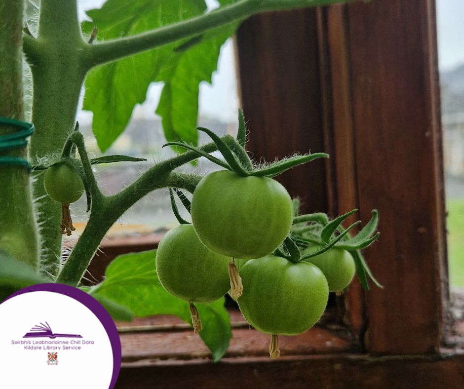 kildarelibrary's tweet photo. Lisa and Leah, two of our lovely regular patrons here in #AthyLib, sent us these photos of their Seed Library endeavours! 😃
Find out what it's all about here👇
https://t.co/dkZRXMLC1G https://t.co/nKUz3FVVew