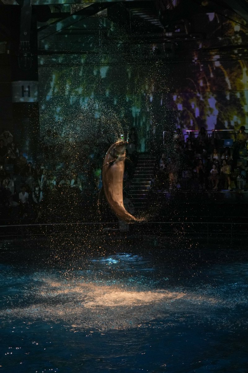 sakaFK81's tweet photo. 品川水族館のナイトイルカショー初めて見たけど面白かった！
ただまじであの激しい動きの中で枠に捕らえてピンと食わせてシャッター切れるってプロはすごいなぁ、、、
設定適当で撮れた一枚で今日は満足w https://t.co/yITGyvMgnY