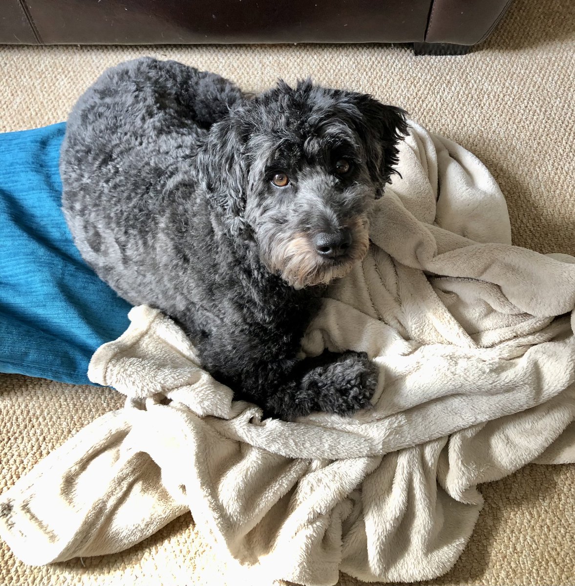 georgiawrites's tweet photo. What? Cushions and throw on the floor. Made a bed and I’m happy here in this patch of sun. Leave me alone!
#amwriting #writingcompanion #WritingCommmunity #cockerpoo https://t.co/G9wImUtFCo