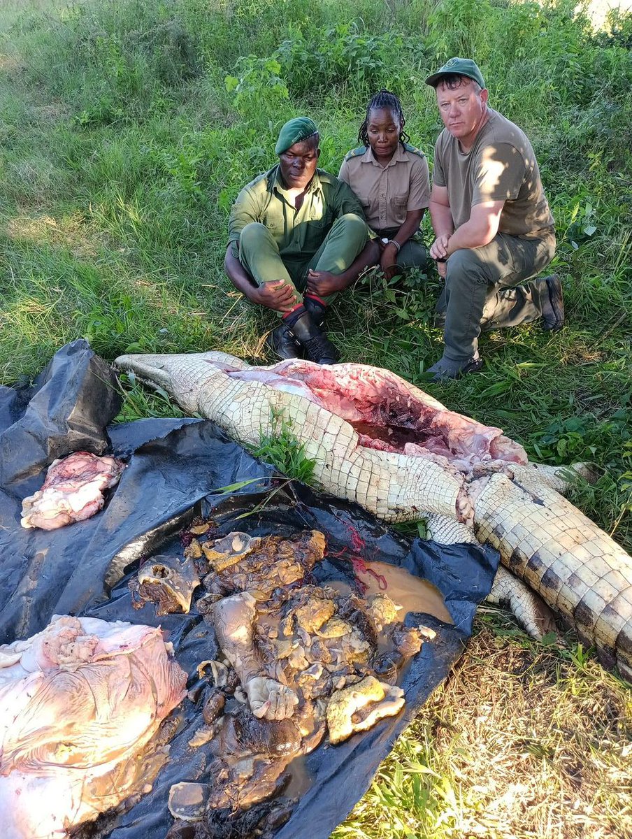 jahman_adamski's tweet photo. Steve is a professional hunter who deals with human & animal conflict. 

In this picture , he shot a crocodile that took a villager in the river nearby.

They dissect it & took out the uuman remains to return them to their family for burial.

Did you know in Australia if one person is attacked by a croc it’s worldwide news .. check the statistics only a few people die from snakebite or croc attacks in Australia ..

In Zim alone, more people die in a month than in the whole year in Australia..