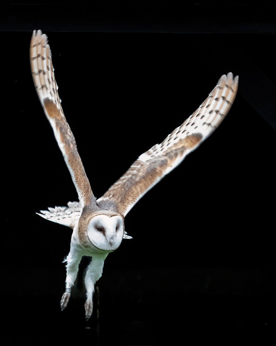 SW_PhotoNature's tweet photo. ‘I believe I can fly’
Juvenile Barn Owl finding her wings @sculthorpemoor @Hawkandowluk 
#owl #barnowl #birdsofprey #Springwatch #Norfolk #ghostowl #BBCWildlifePOTD #wildlifephotography https://t.co/diuFYSvIGv