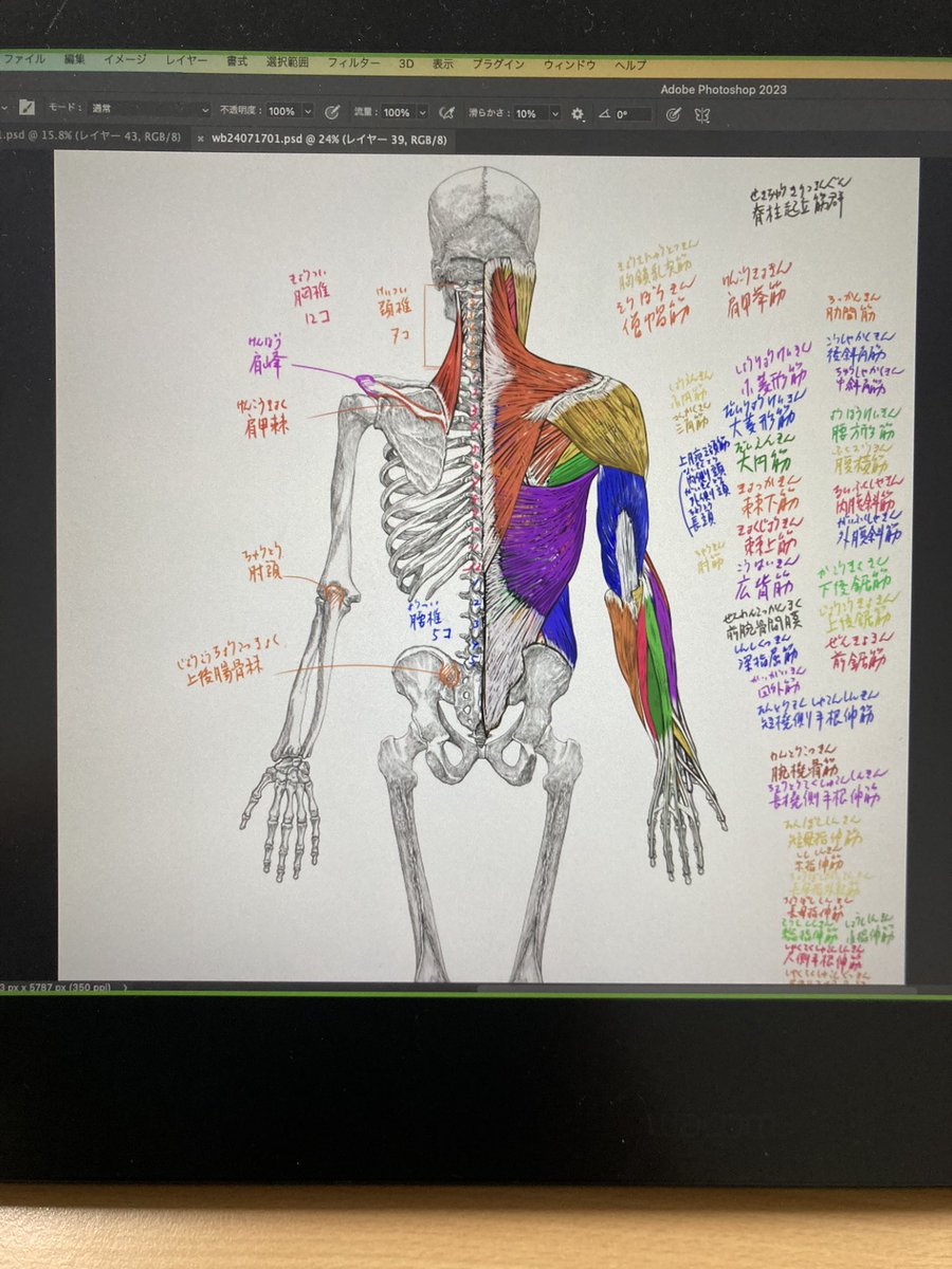 今日のデジタル板書 #京都精華大学 #美術解剖学