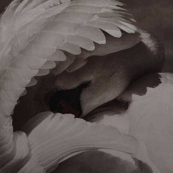 CERRADO. tweet media