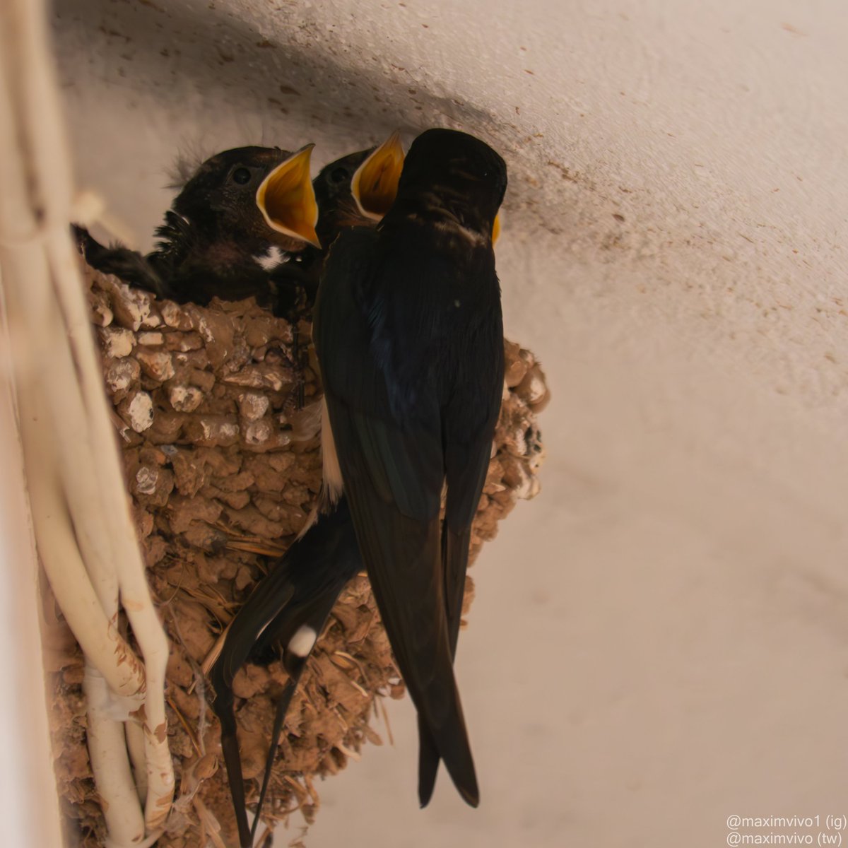MaximVivo's tweet photo. Quan la fam apreta! 

#oronella #oreneta #golondrina #hirundorustica #birdphotography #birdwatching #barnswallow https://t.co/HX5l8kDome