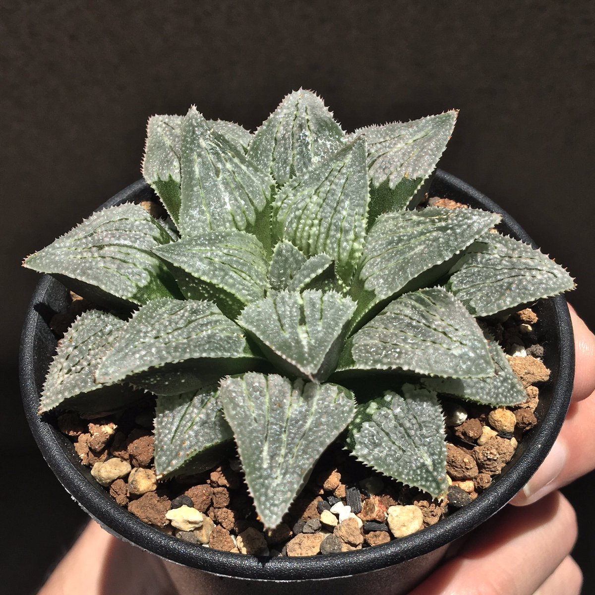 crystalplants23's tweet photo. ็กๆ่ญใซGlayใจๆใฃใกใใ
Haworthia 'Grey Ice'
Created by Gerhard Marx
็ผใใจใจใฆใ็ถบ้บใชใฎใ
#GreyIce #Haworthia #ใใชใซใใข #ใใชใซใทใข #succulents #ๅค่ๆค็ฉ https://t.co/X1o0Q4yetk