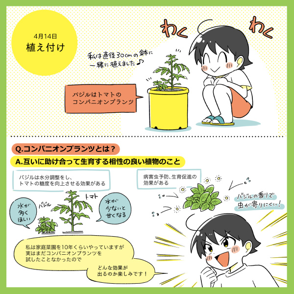 【お仕事報告】
株式会社タイム様「ミニトマト苗&バジル苗モニター」イラストレポートを描かせていただきました!
トマトは毎年育てていますが、バジルを育てるのは初めてでとても楽しかったです🍅🌿
公式インスタで全編公開中です(リンクはツリーに)