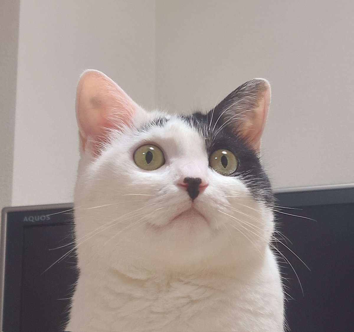 sachimaru_room's tweet photo. どこかを見てる🐾

#うちのマミちゃん #うちのミィちゃん #猫のいる暮らし #猫好きさんと繋がりたい #CatsOfTwitter #cat #ねこ https://t.co/YTPCdhzruX