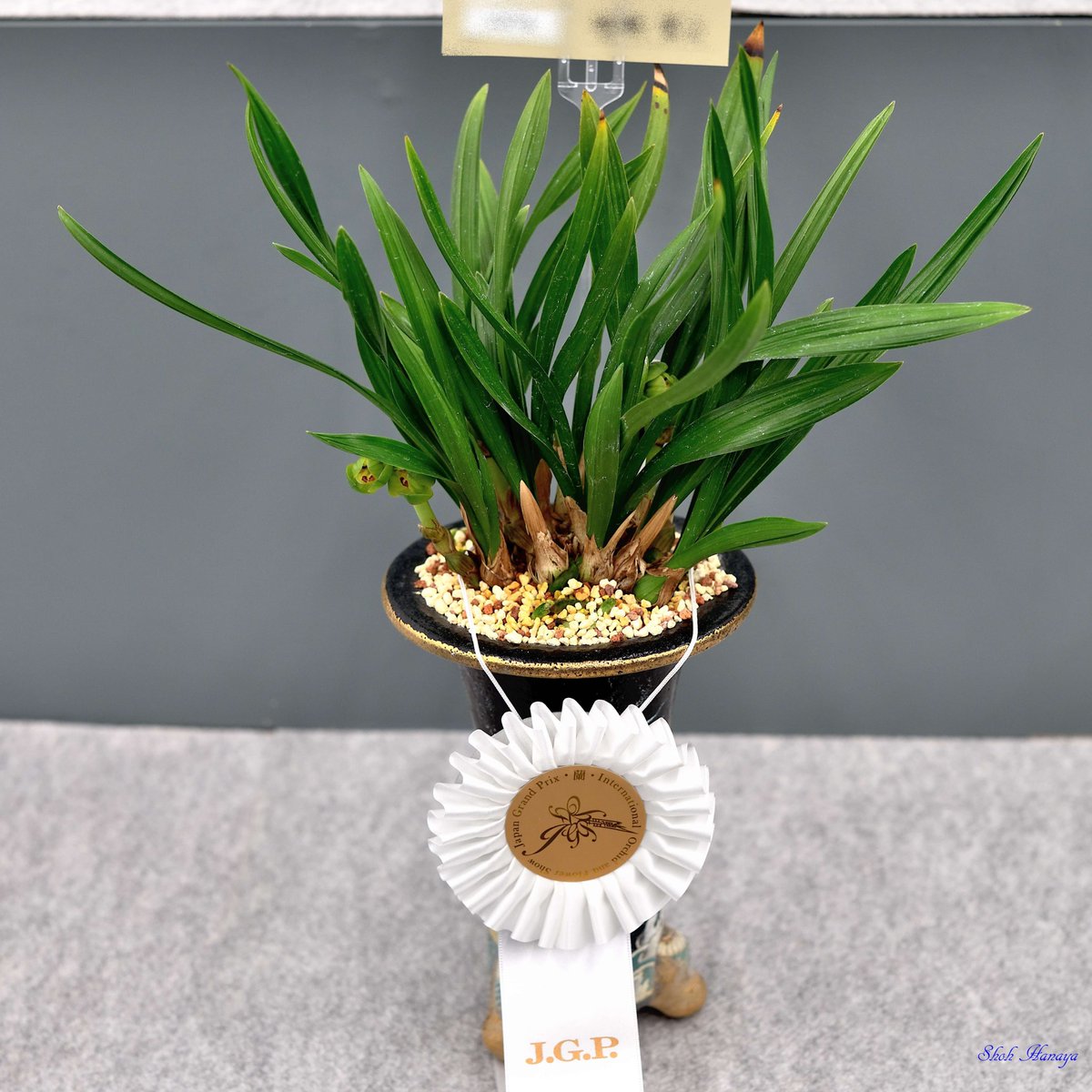 Shoh_Hanaya's tweet photo. Cym. goeringii (Japan)
  'Ranmal'
春蘭（日本産）
 ‘蘭丸’

1/2
Cymbidium(Cym.)
#世界らん展2024 #世界らん展 
#Orchids #flowers #orchidshare https://t.co/k57eEn4dLt