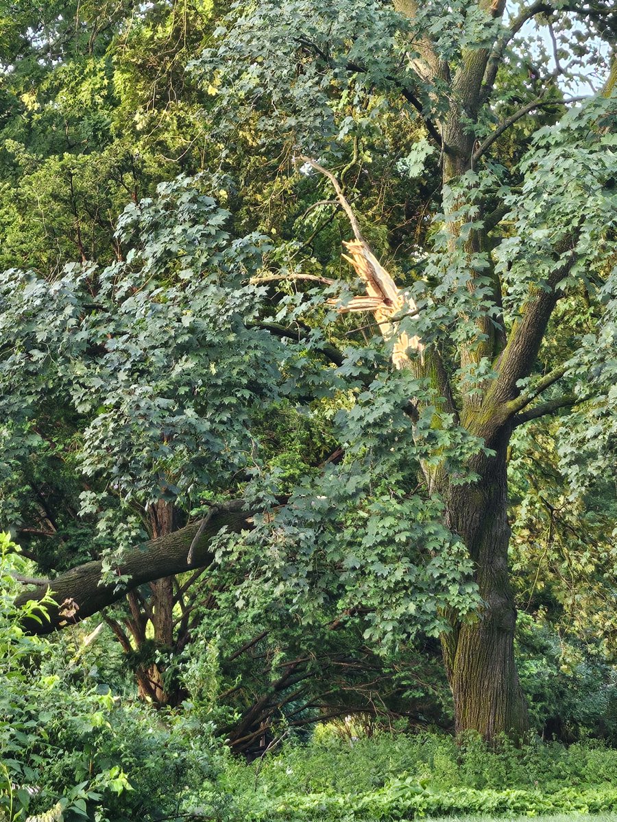 DMacLeanWOOD's tweet photo. We're surveying storm damage in Greenfield this morning as residents get their first look at what came down during Tuesday's violent storm. People describing it to us a quick and violent... Saying it brought down these limbs "like toothpicks." https://t.co/oeecEUAcVc