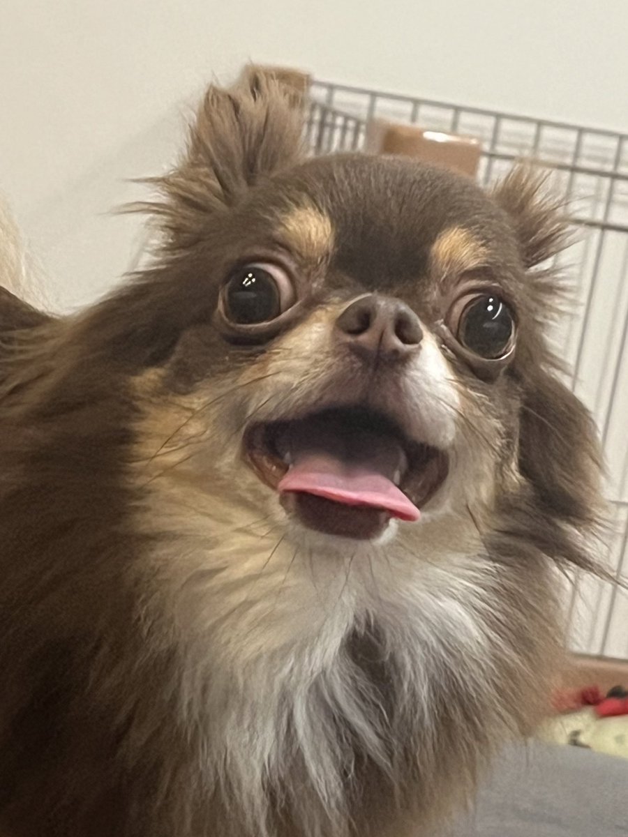 理名 / トゲナシトゲアリ Vo. tweet media