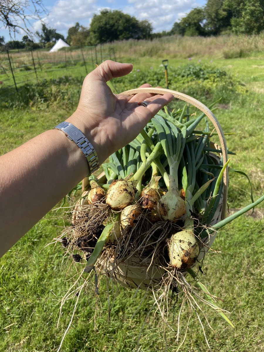 Sampadoodle's tweet photo. And just like that, the onion harvest was in! Well, currently drying out in the sun. Then they’ll be plaited and stored. I love the shape and size variance you get with home grown
#vegetablepatch #homegrown #growyourown #onions #vegetableplot #SelfReliance https://t.co/Pb5pSr7lSn