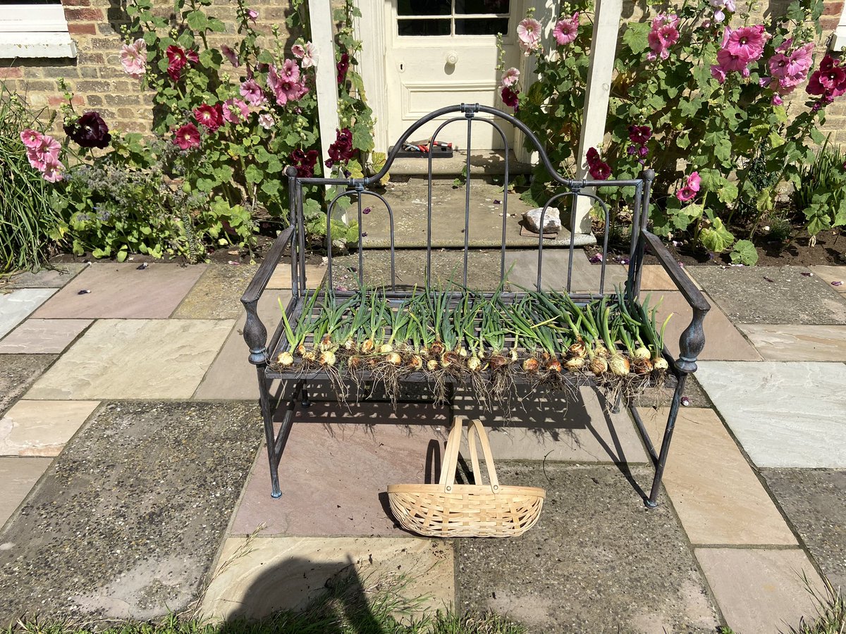 Sampadoodle's tweet photo. And just like that, the onion harvest was in! Well, currently drying out in the sun. Then they’ll be plaited and stored. I love the shape and size variance you get with home grown
#vegetablepatch #homegrown #growyourown #onions #vegetableplot #SelfReliance https://t.co/Pb5pSr7lSn