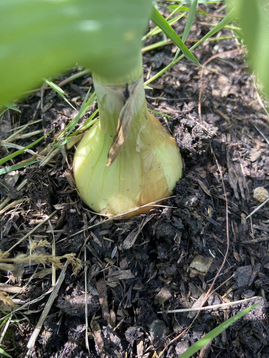 Sampadoodle's tweet photo. And just like that, the onion harvest was in! Well, currently drying out in the sun. Then they’ll be plaited and stored. I love the shape and size variance you get with home grown
#vegetablepatch #homegrown #growyourown #onions #vegetableplot #SelfReliance https://t.co/Pb5pSr7lSn