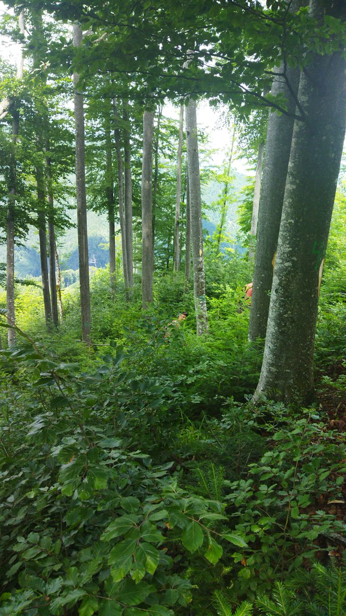 RNP_Romsilva's tweet image. Suprafețe regenerate natural în anii anteriori la Ocolul Silvic Reșița din cadrul #Romsilva 

Naturally regenerated #forests at Oțelu Roșu Forest District, in Caraș - Severin county, #Romania 

#forestry #forest #păduri #pădure #forestier #silvicultură