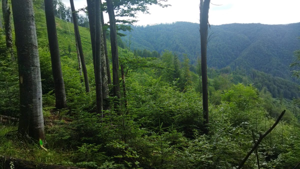 RNP_Romsilva's tweet image. Suprafețe regenerate natural în anii anteriori la Ocolul Silvic Reșița din cadrul #Romsilva 

Naturally regenerated #forests at Oțelu Roșu Forest District, in Caraș - Severin county, #Romania 

#forestry #forest #păduri #pădure #forestier #silvicultură