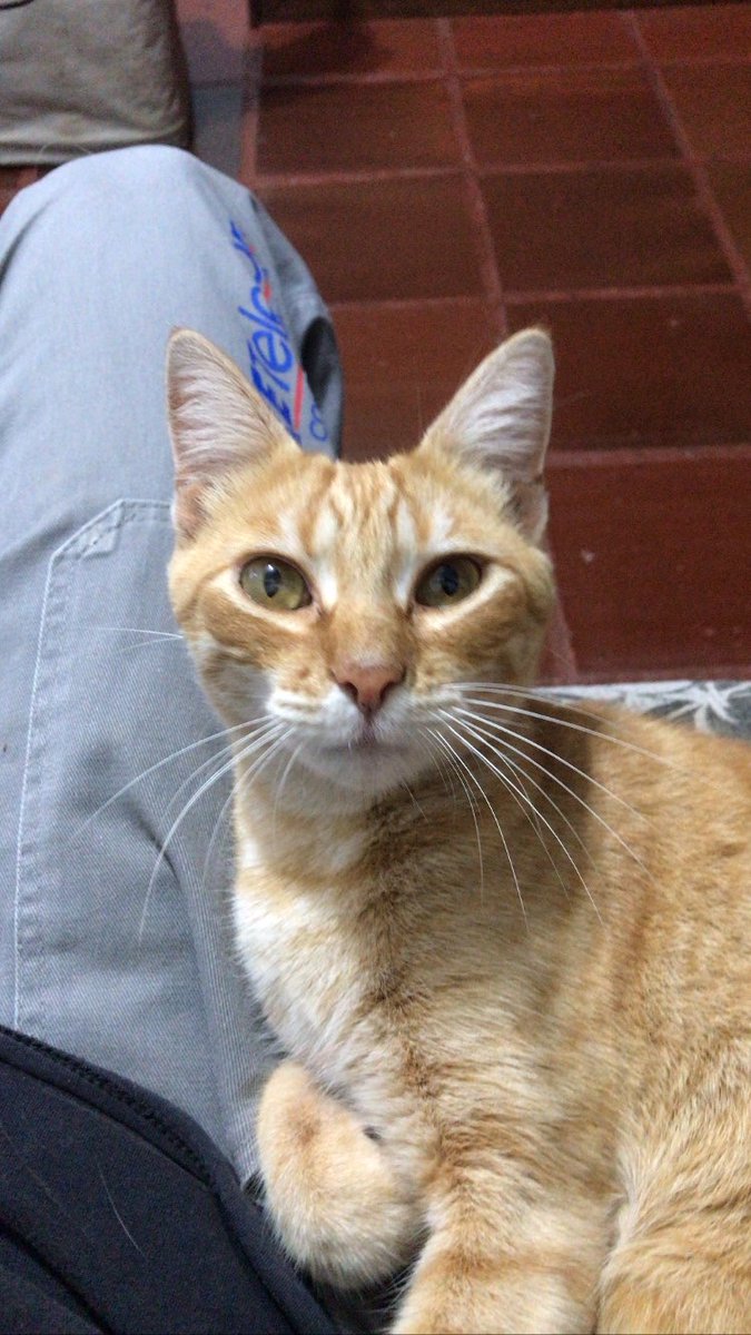 aleque_b's tweet photo. 🐈 Redondo
🐈‍⬛ Pontudo https://t.co/DYB6kGBCj9