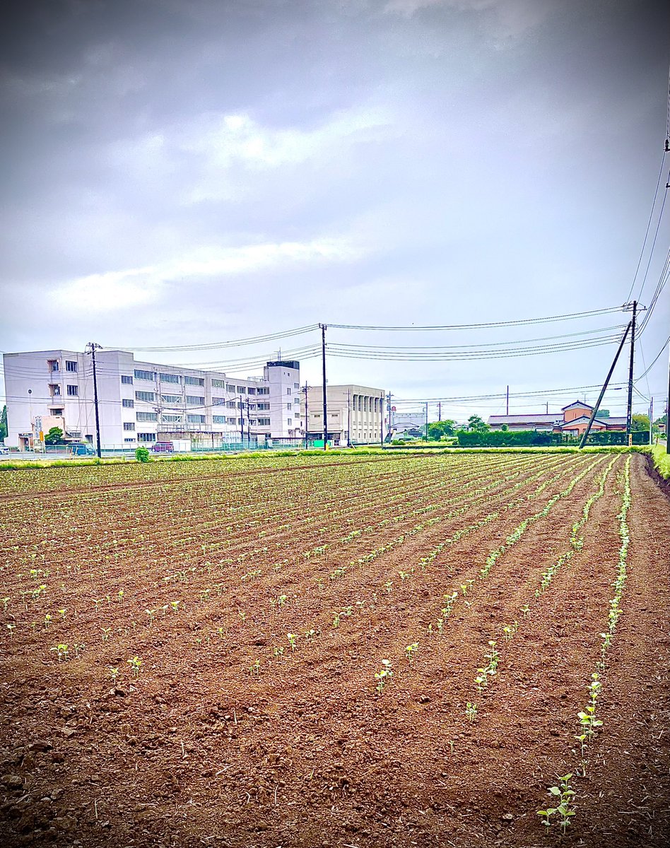 GorikuH's tweet photo. 行田在来えだまめ🫛

順調に生育しています‼️
後は今年も予想される猛暑🥵との戦いです！

なので

今シーズンもがんばろ！

#行田在来えだまめ #行田在来枝豆 #行田在来青大豆
#行田豆吉クラブ #行田豆吉 #行田豆吉くん
#さきたまめ https://t.co/eUGp7PRcQn