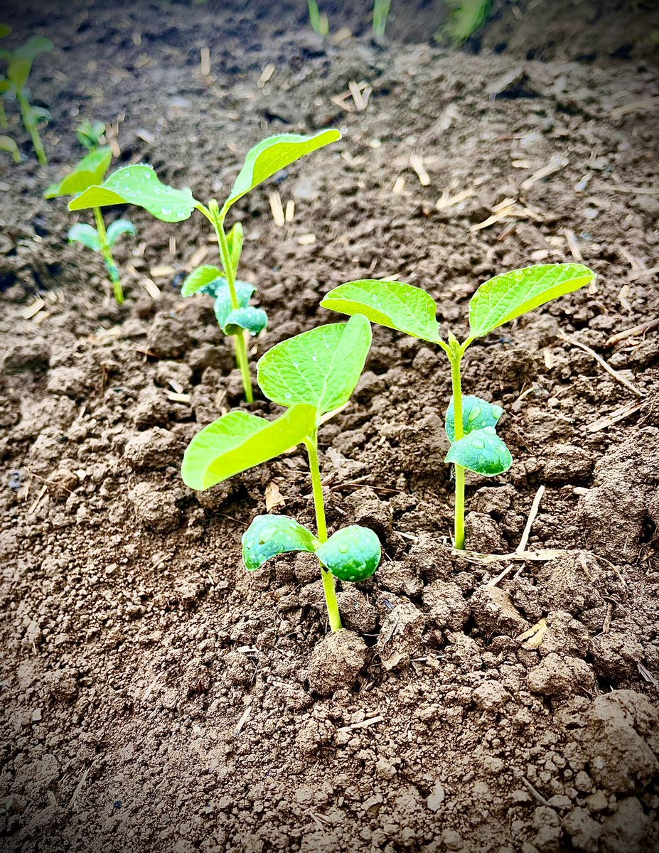 GorikuH's tweet photo. 行田在来えだまめ🫛

順調に生育しています‼️
後は今年も予想される猛暑🥵との戦いです！

なので

今シーズンもがんばろ！

#行田在来えだまめ #行田在来枝豆 #行田在来青大豆
#行田豆吉クラブ #行田豆吉 #行田豆吉くん
#さきたまめ https://t.co/eUGp7PRcQn