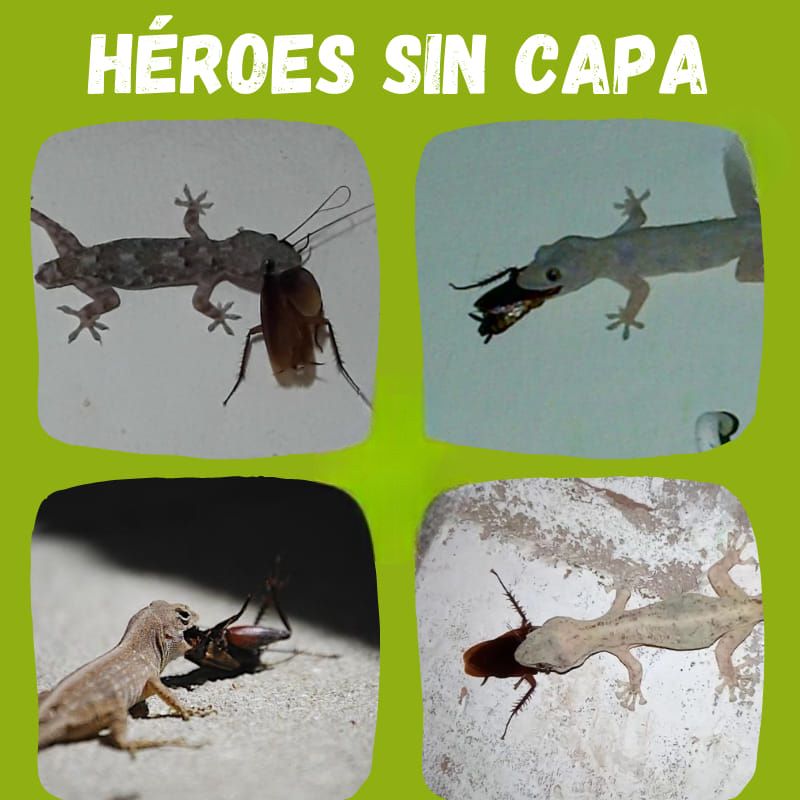 EcoInventos's tweet photo. Si las ves, ¡no las mates! https://t.co/UncW37Comb