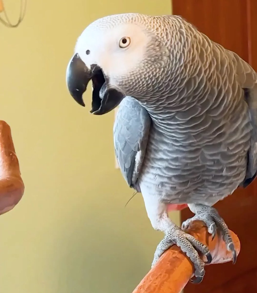 We Aquatic Little Creatures (@splatoon_walc) on Twitter photo 