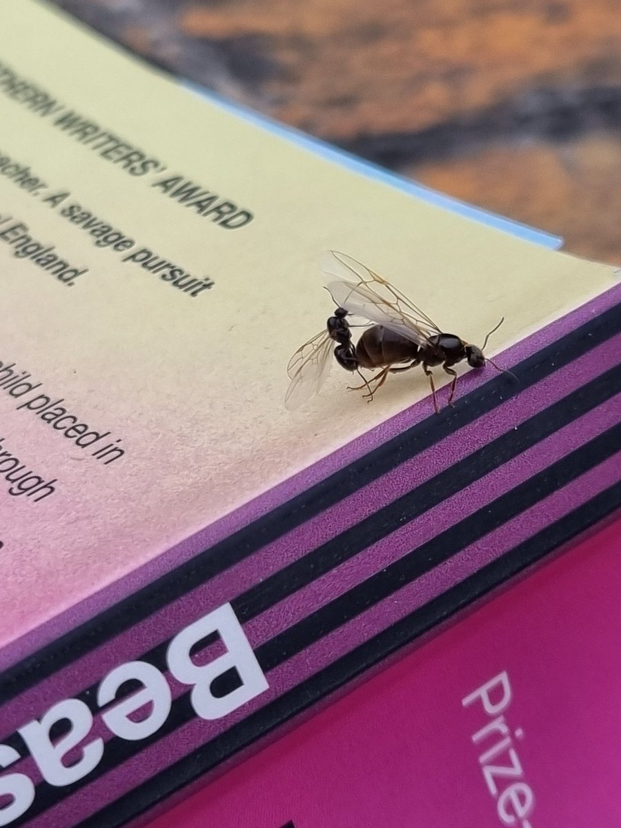 normancore97's tweet photo. It's flying ant day in Bristol, and two ants are making love on my copy of Beastings @BenMyers1 https://t.co/eR4LASWHzd