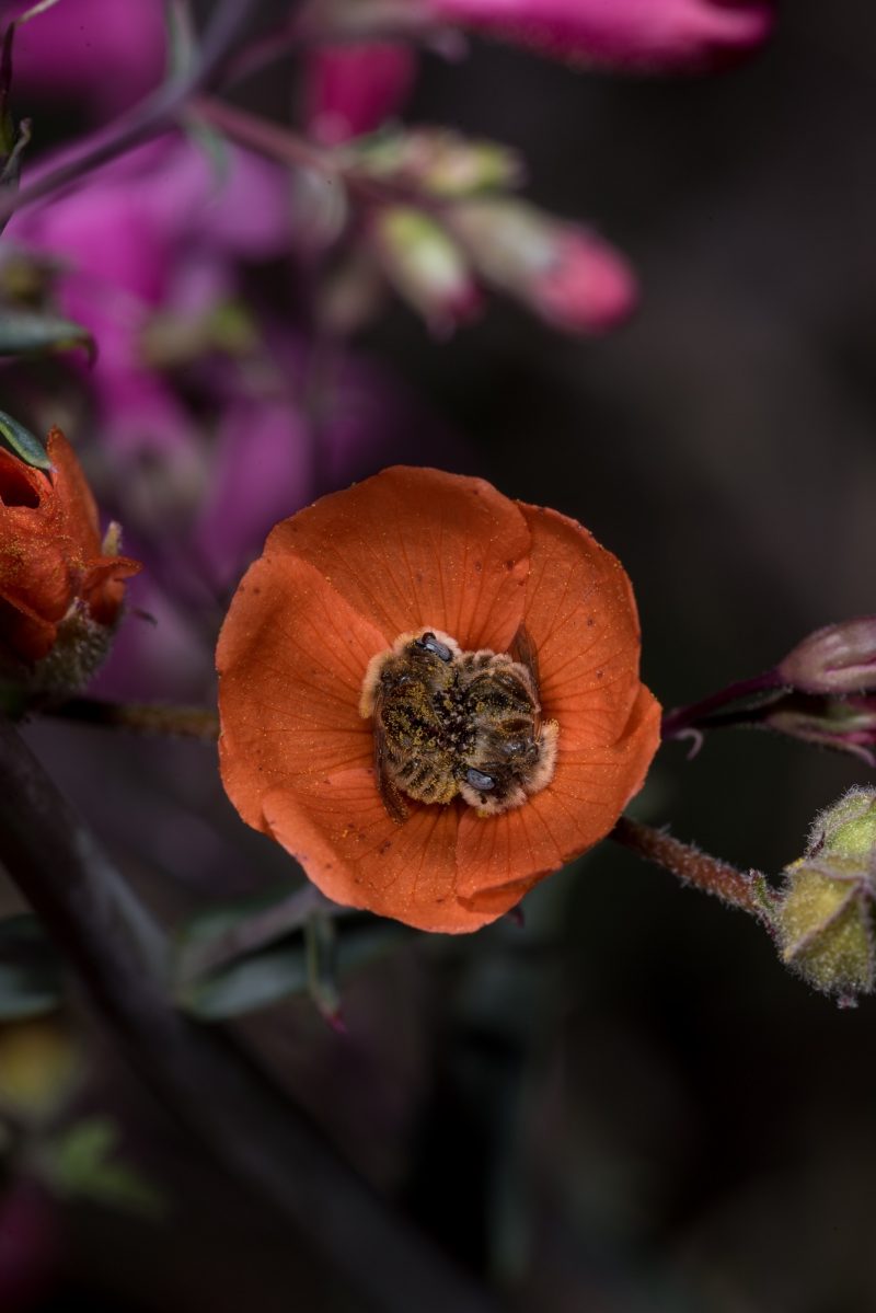 Check this out! 😍 Beautiful bee photos by wildlife and landscape photographer Joe Neely!

From 'Bees Sleeping in Flowers is a Heart-Warming Sight' - read more on the website!