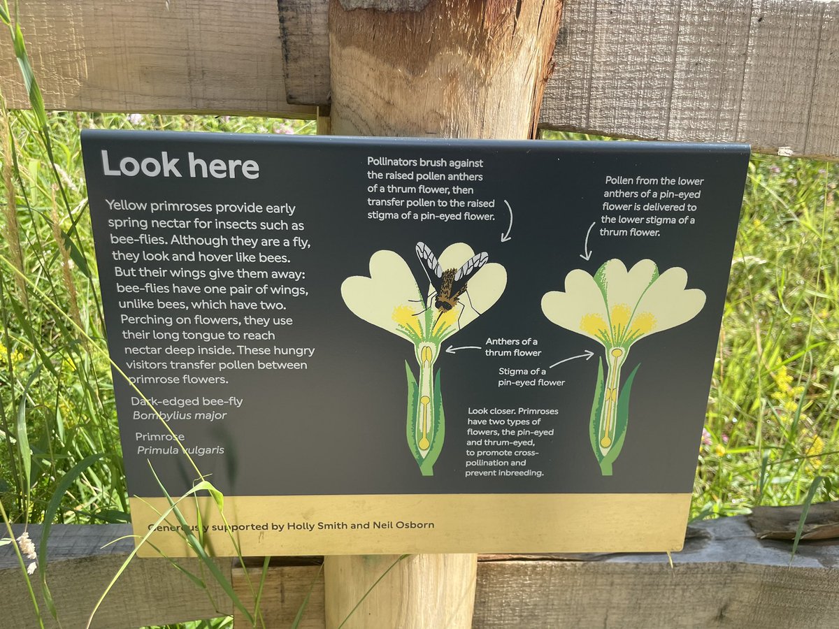 flygirlNHM's tweet photo. The wildlife garden has reopened! 

With glorious weather we have wondered around the new (and old) place 

The Nature activity Centre and ponds look great. And wait…is that a #BeeFly I spy on the pollinator board 🤓🪰

@NHM_Science @amentsoc @RoyEntSoc #UrbanNatureGarden https://t.co/vso8zez6fO