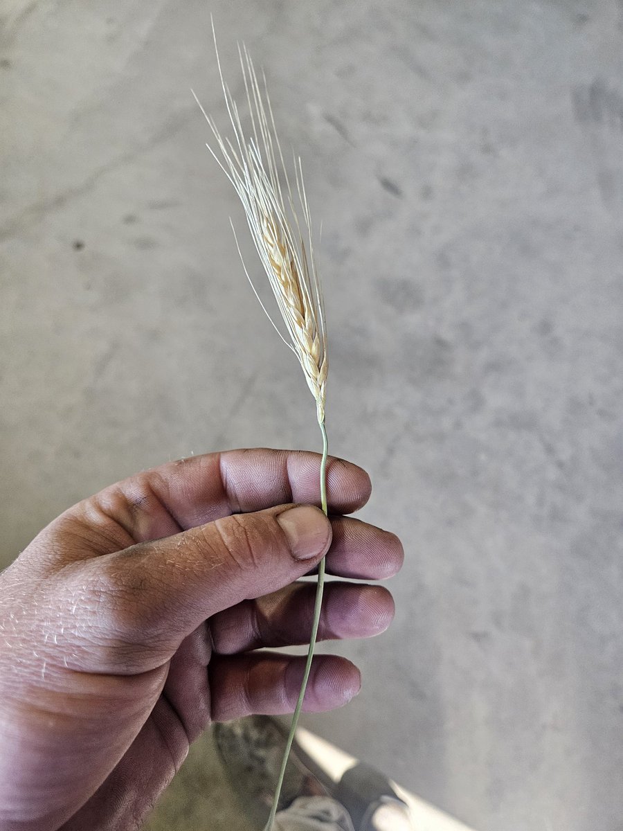 Jerrod Peters tweet media