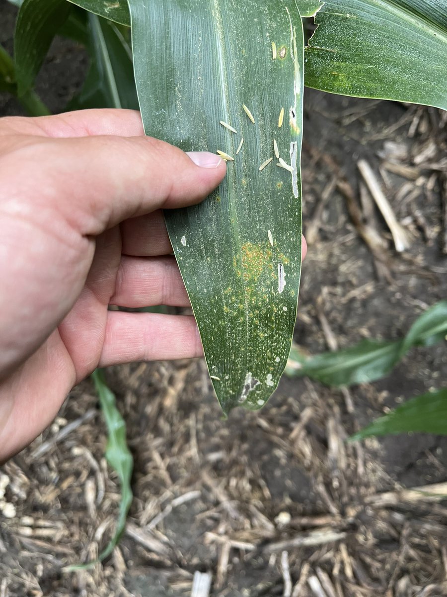 Southern Rust confirmed in Saline County. <a href="/ST_EasternNE/">ServiTech Eastern Nebraska</a>