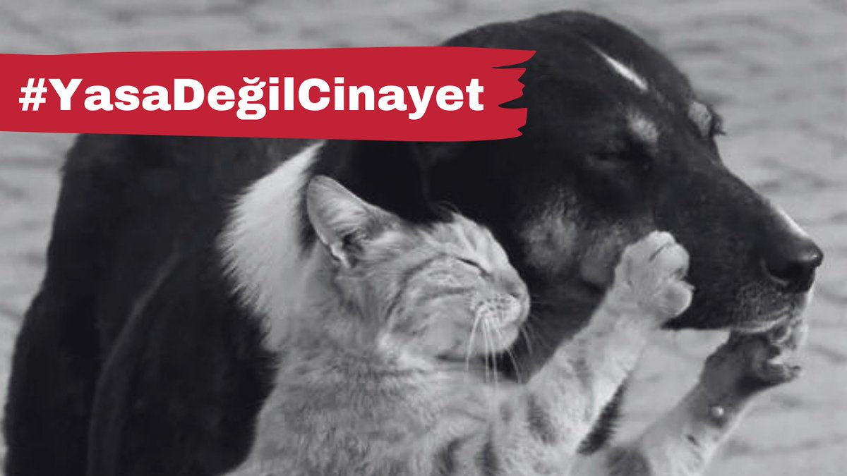 hakim_komite's tweet photo. Organize kötülüğün planlı katliamına izin vermeyeceğiz! #YasaDeğilCinayet https://t.co/9hLpINqBeS