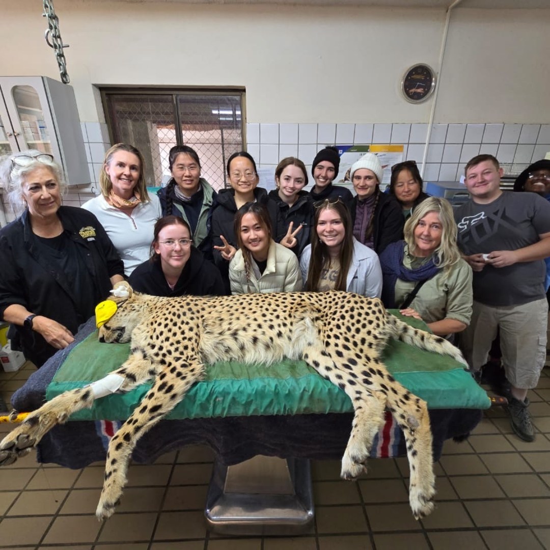 CCFCheetah's tweet photo. This month @MurdochUni brought #veterinarystudents to CCF’s International Research and Education in #Namibia. The students learned about conservation canines, small stock care, and gained experience working on resident #cheetah Rocket. Want to learn more? https://t.co/Rm5NSa5zbV https://t.co/Q7yTBkJDEi