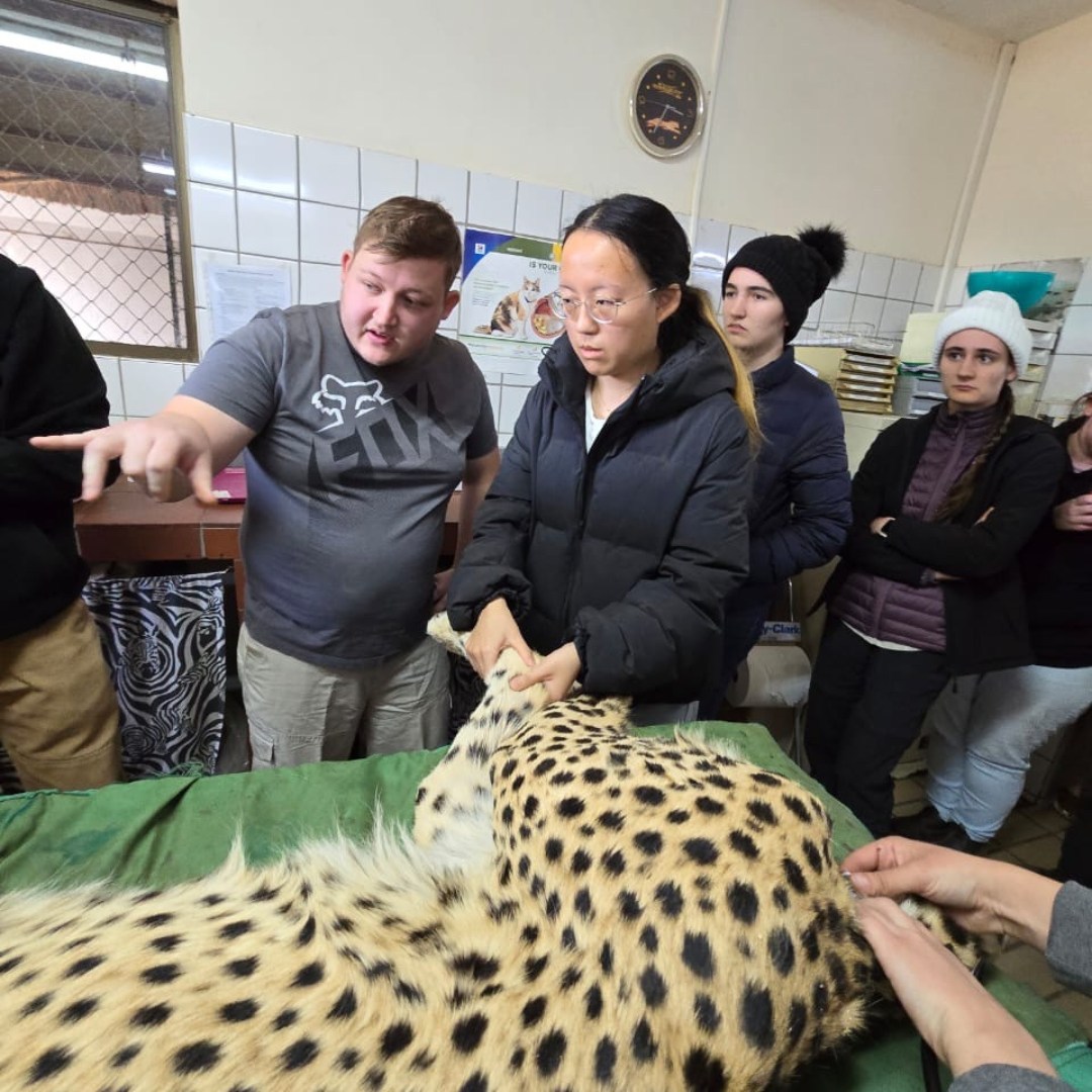 CCFCheetah's tweet photo. This month @MurdochUni brought #veterinarystudents to CCF’s International Research and Education in #Namibia. The students learned about conservation canines, small stock care, and gained experience working on resident #cheetah Rocket. Want to learn more? https://t.co/Rm5NSa5zbV https://t.co/Q7yTBkJDEi