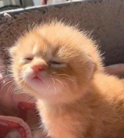 smol silly cat tweet media