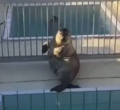 ? what is this Allowed