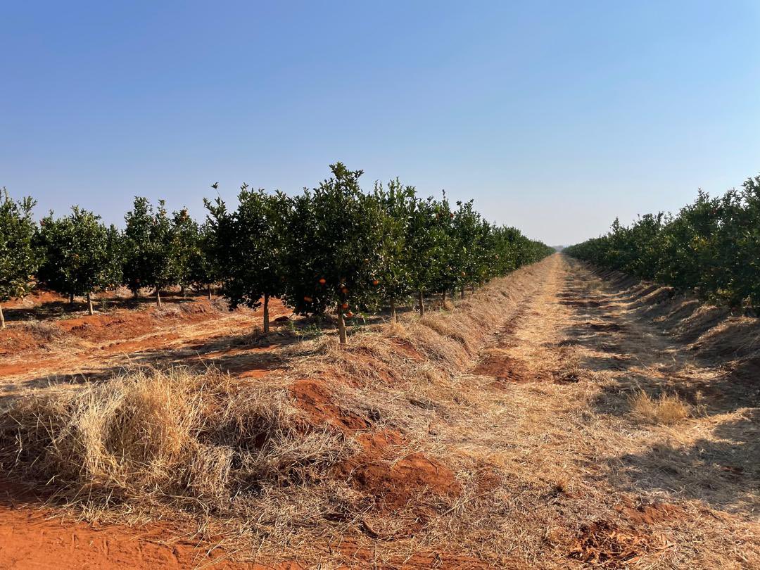 Many thanks to Selebi Phikwe Citrus for the tour of your pioneering farm. Our Economic Partnership Agreement has lowered our regulatory barriers and Botswana can export its citrus to the UK tariff free. Looking forward to seeing SPC bring their fantastic product to the UK market.