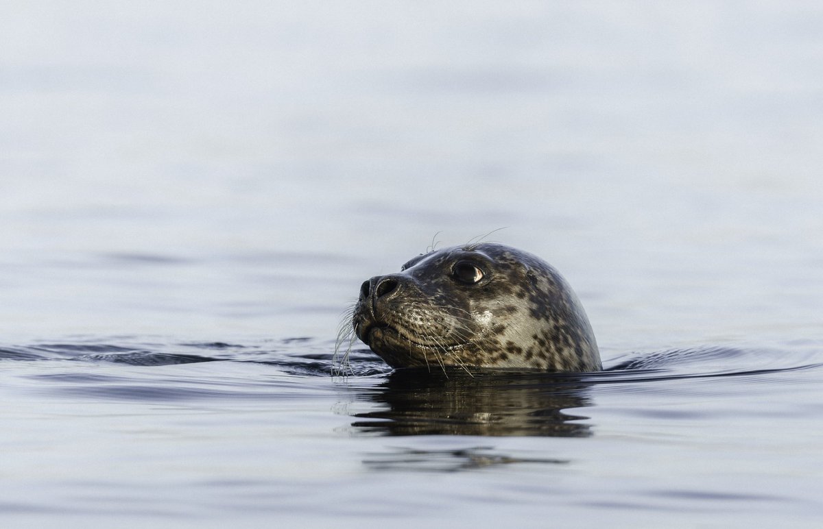 Islay Sea Adventures tweet media