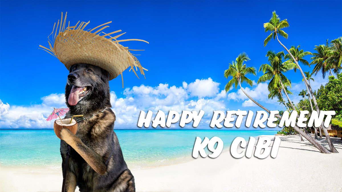USBPChiefYUM's tweet photo. We would like to extend happy retirement wishes to K9 Cibi! After more than five years of service to the U.S. Border Patrol #YumaSector #BlytheStation, K9 Cibi will be enjoying the civilian life. #workingdog #dogretirement #germandshepherd #familymember #welovedogs https://t.co/Dwl4QBeUiD