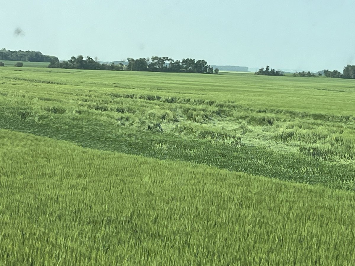 lom1501's tweet photo. @bigbushelsag Test strip , no Moddus!!  And neighbour had also no PGR on 3rd picture i took when spraying fungicides. https://t.co/KSswLpBJrA