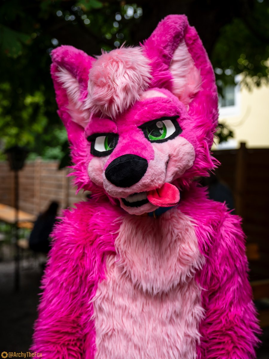 ArchyTheFox 🇦🇹 tweet media