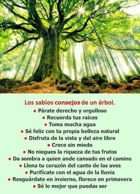 Además de obtener cosechas que aseguren una soberanía alimentaria, sembrar árboles es fundamental porque estos extraordinarios seres vivos liberan oxígeno el hábitat de muchas especies de fauna. @MPPEDUCACION <a href="/gtorodelara/">Gisela Toro Hernández</a> <a href="/PrensaSenifa/">Senifa</a> <a href="/ViceIP/">VEIP</a> <a href="/_LaAvanzadora/">Yelitze Santaella</a>